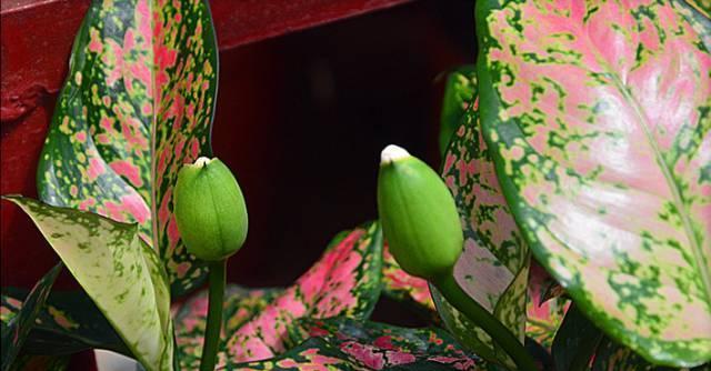 万年青花语（探寻万年青的花语与意义）