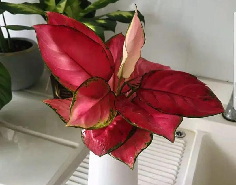 万年青花语（探寻万年青的花语与意义）