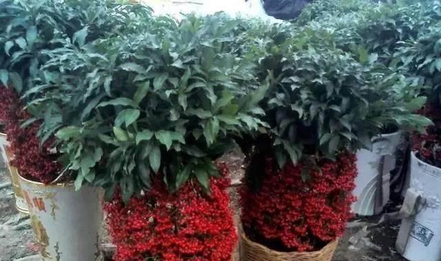 富贵籽的种植与养护（打造丰收田园）