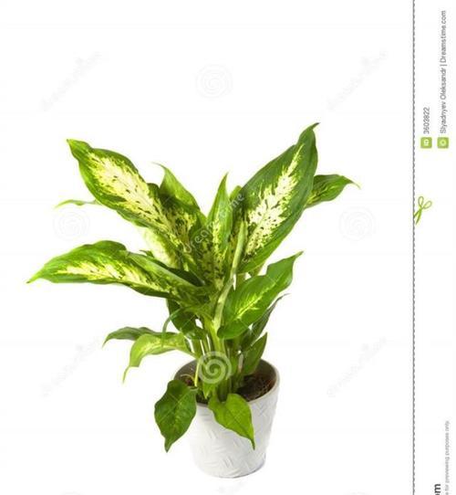 万年青的花语（生命力旺盛的绿色使者）