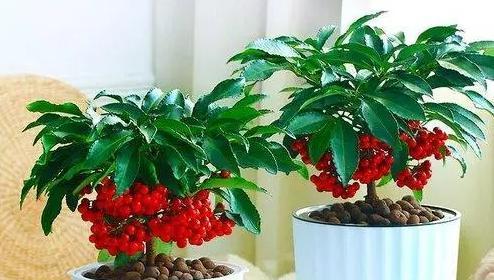 富贵籽的种植方法详解（从选种到收割）