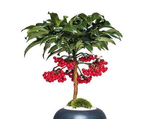 富贵籽的种植方法详解（从选种到收割）