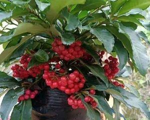 富贵籽开花结果时间及栽培技巧（掌握正确的栽培方法）