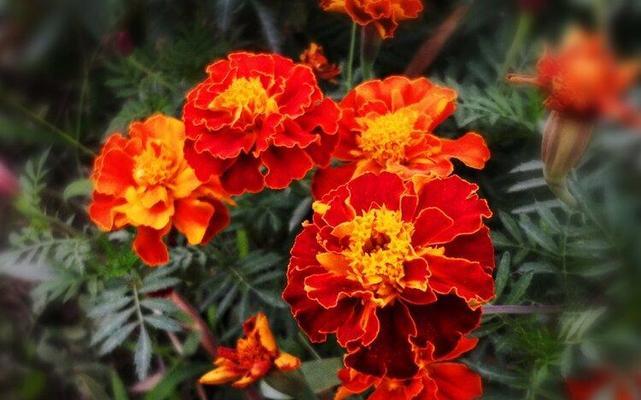 万寿菊的奇妙寓意与传说（花开长久）