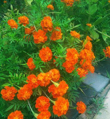 万寿菊的奇妙寓意与传说（花开长久）