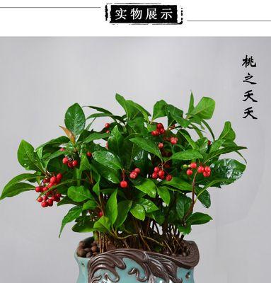 如何正确移栽富贵籽（小技巧让富贵籽长得更健康）