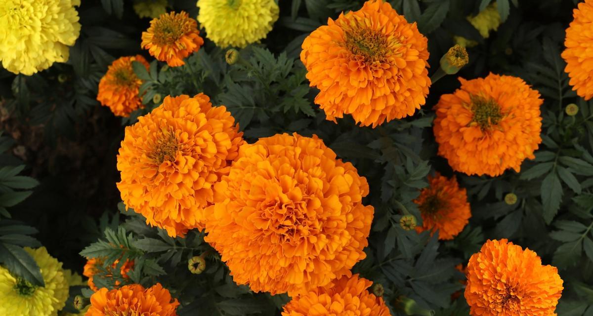 万寿菊花语（传承万年的花海传奇）