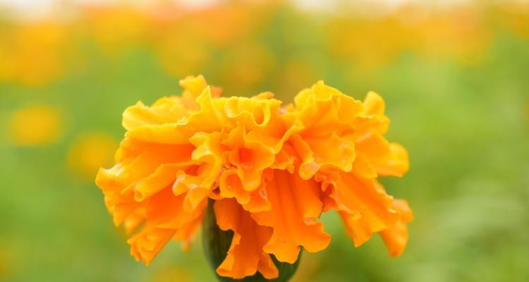 万寿菊花语（传承万年的花海传奇）