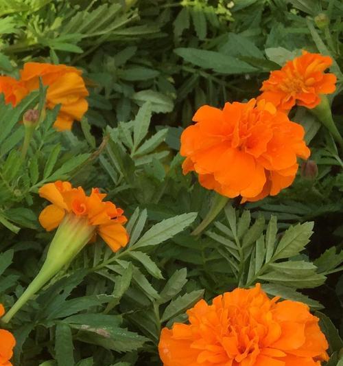 万寿菊花语（传承万年的花海传奇）
