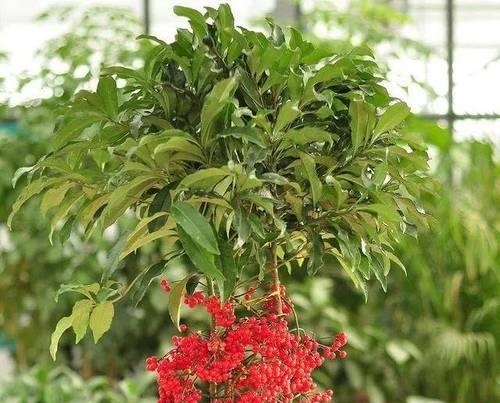富贵籽的生态特点及养护方法（了解富贵籽的植物属性和毒性）