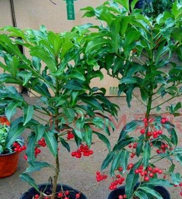 富贵籽如何快速发芽？——掌握这个方法让你的富贵树发芽更快
