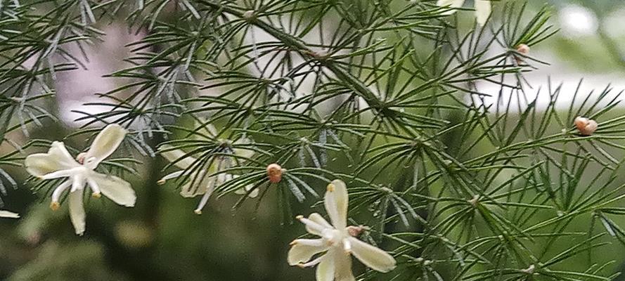 文竹之象征与寓意（探秘文竹的文化内涵与象征意义）