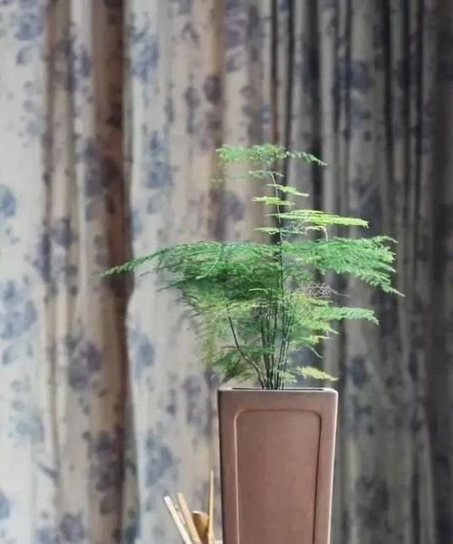 文竹盆栽（一盆文竹）