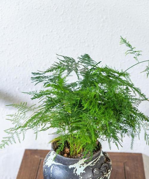 文竹盆栽（一盆文竹）