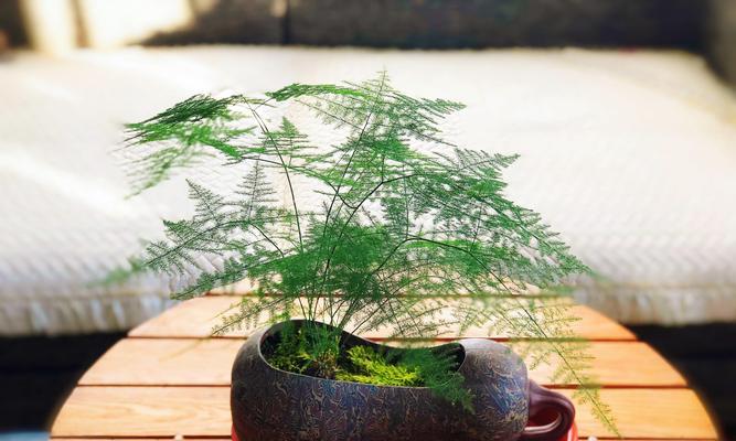文竹花的寓意与象征意义（探寻文竹花的秘密和魅力）