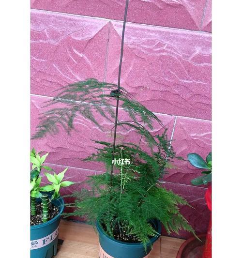 文竹花的寓意与象征意义（探寻文竹花的秘密和魅力）