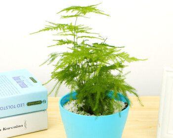 文竹花语之美（探秘文竹的含义与象征）