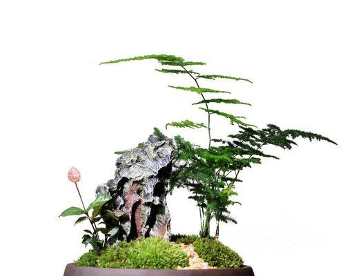 文竹花语之美（探秘文竹的含义与象征）