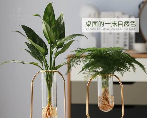 文竹花语之美（探秘文竹的含义与象征）