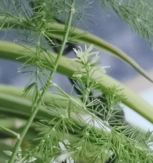 文竹开花的意义与象征——一瞥自然奇迹（揭示神奇植物文竹的蓬勃生命力）