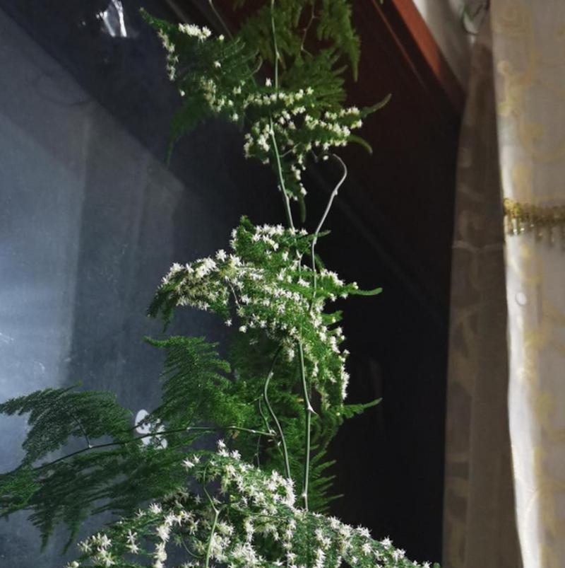文竹开花的意义与象征——一瞥自然奇迹（揭示神奇植物文竹的蓬勃生命力）