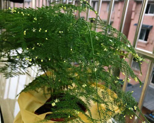 文竹开花的寓意与象征意义（文竹开花）