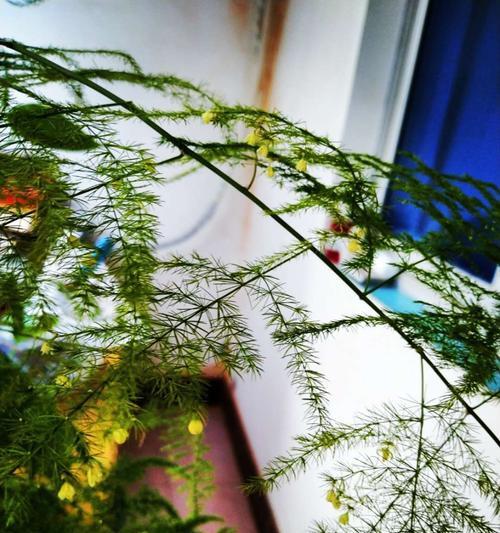 文竹开花的寓意（以文竹开花解读人生意义）