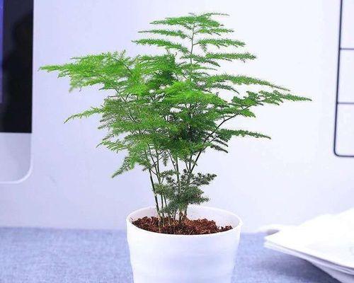 寓意丰富的文竹盆景（在家中享受大自然之美）