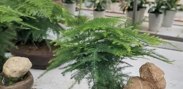 文竹的意义与价值（探索文竹的生态）