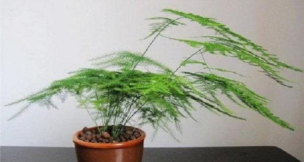 文竹的意义与价值（探索文竹的生态）