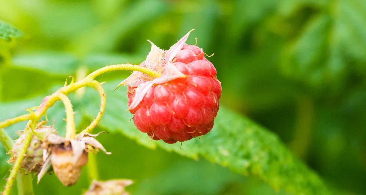 覆盆子成熟季节与采摘技巧（挑选、储存和制作）