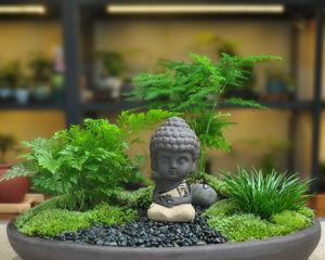 以文竹做微盆景的意义（赏心悦目的绿色盆景）