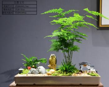 以文竹做微盆景的意义（赏心悦目的绿色盆景）
