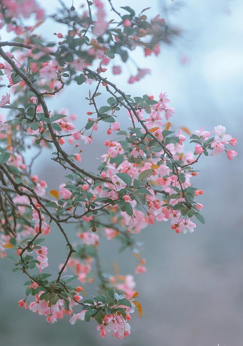 以西府海棠花语的美丽与含义（西府海棠）
