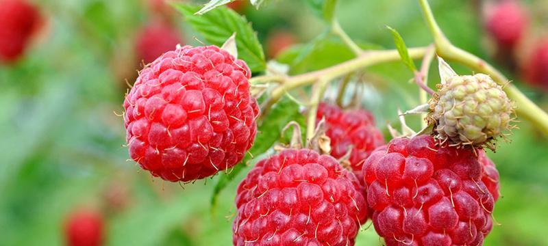 覆盆子种植条件及生长环境（了解种植要点打造优质果实）