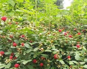 覆盆子种植条件及生长环境（了解种植要点打造优质果实）