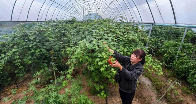 覆盆子种植条件及生长环境（了解种植要点打造优质果实）