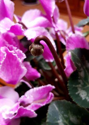 以仙客来花的花语是什么（揭开以仙客来花背后的花语之谜）