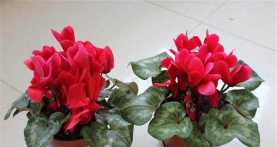 仙客来花的寓意与象征意义（探究仙客来花的内涵与魅力）