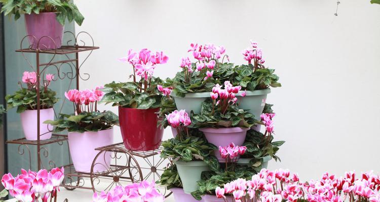 仙客来花的寓意与象征意义（探究仙客来花的内涵与魅力）
