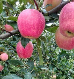 嘎啦苹果的种植、成熟和采摘（打造美味水果）