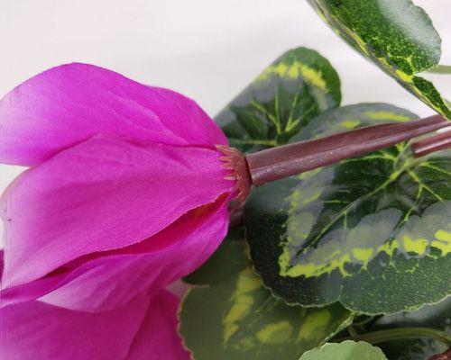 仙客来花的寓意与象征意义（探究仙客来花的内涵与魅力）