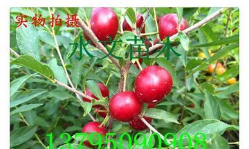 探究钙果的神奇功效——增强骨骼健康（钙果）