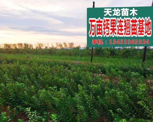钙果苗品种推荐（打造健康果园）