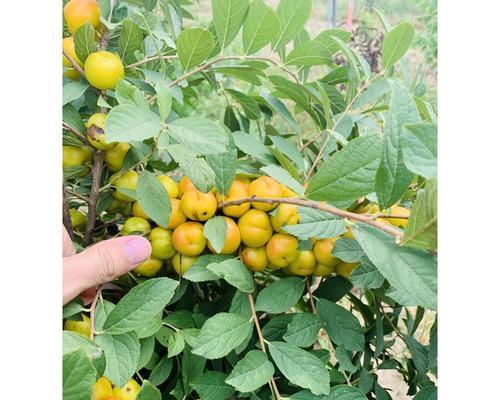 钙果的开花频率及特点（探究钙果一年开花次数及开花习性）