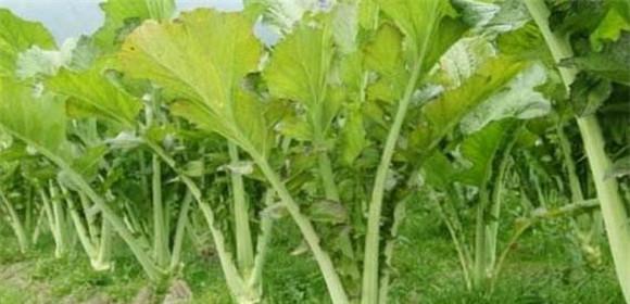 揭秘菜叶之谜（菜叶究竟是什么）