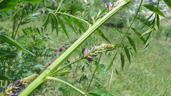 甘草的生长环境与生长地点（探寻甘草种植的关键因素）