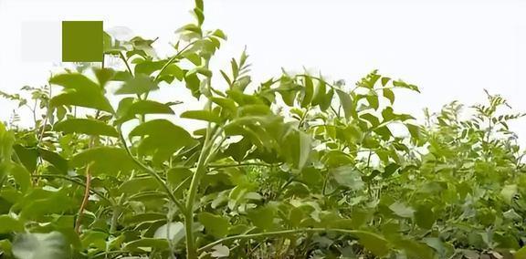 甘草的生长环境与生长地点（探寻甘草种植的关键因素）