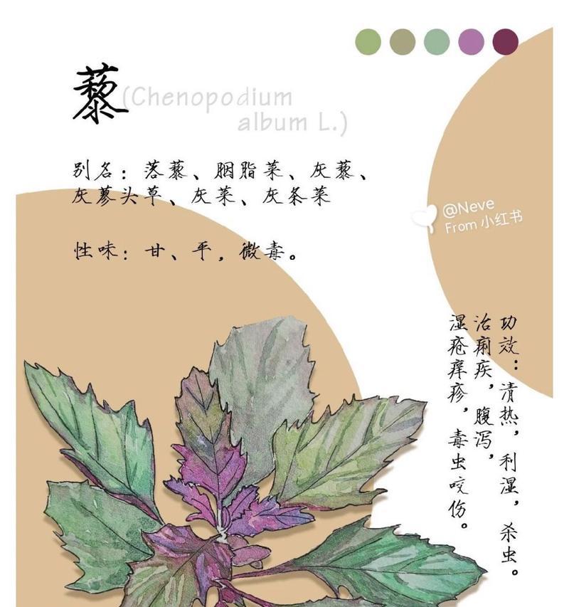 甘草的生长周期（甘草的种植与管理）
