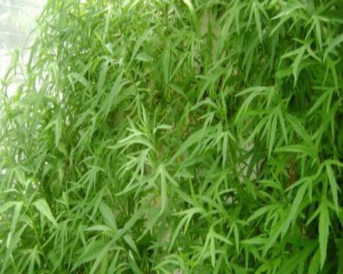 探究甘草节和甘草的区别（从起源）